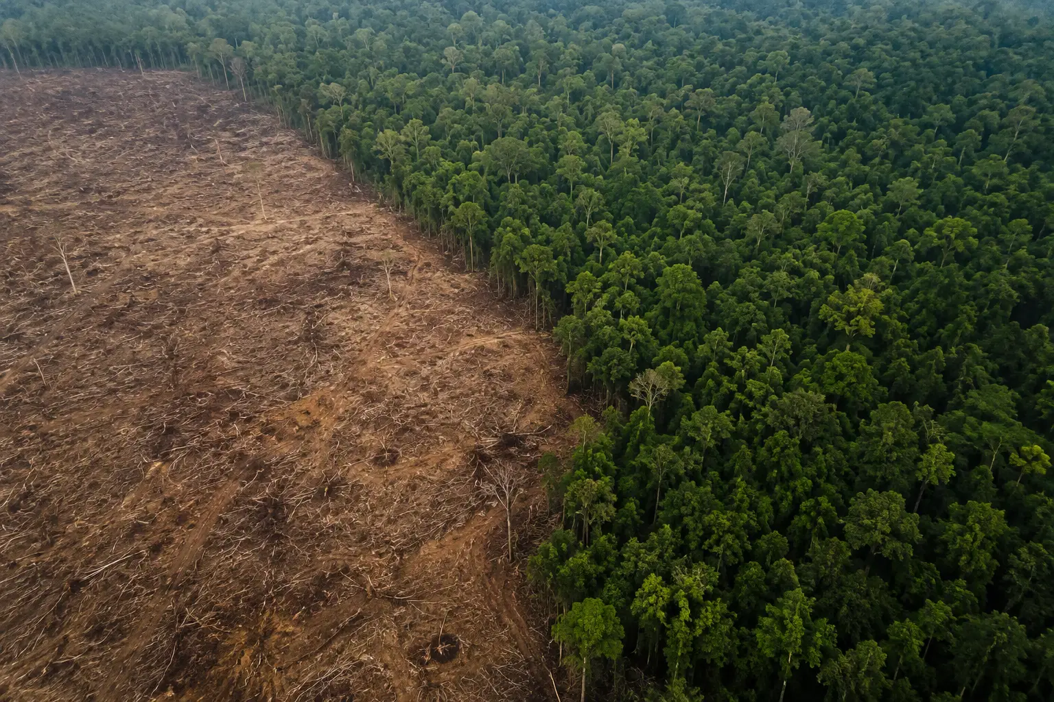 Deforestation